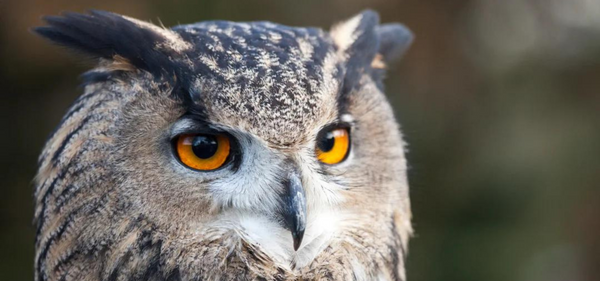 Coffee with a Purpose: Supporting OWL's Wildlife Rehabilitation