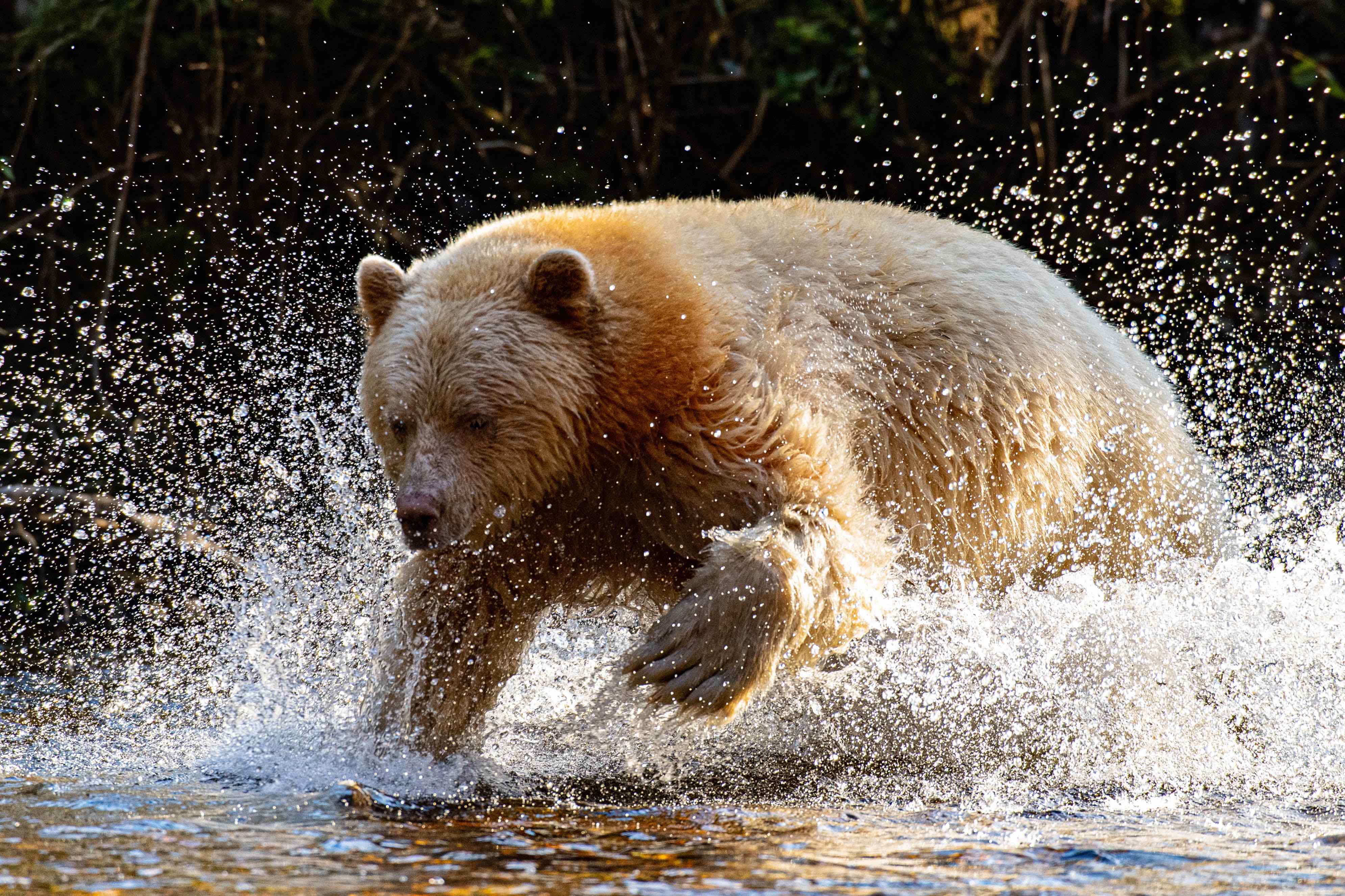 Coffee Blog - Spirit Bear Coffee Company